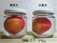 実験開始 2008.07.07 スモモ