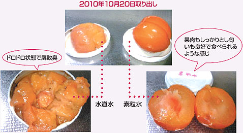 取り出し2010.10.20 スモモ