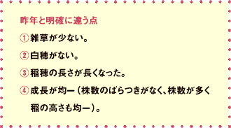昨年と明確に違う点@雑草が少ない。A白穂がない。B稲穂の長さが長くなった。C成長が均一(株数のばらつきがなく、株数が多く稲の高さも均一)。