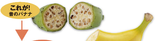 �����ꂪ�I�̂̃o�i�i