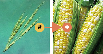 �́����@�g�E�����R�V